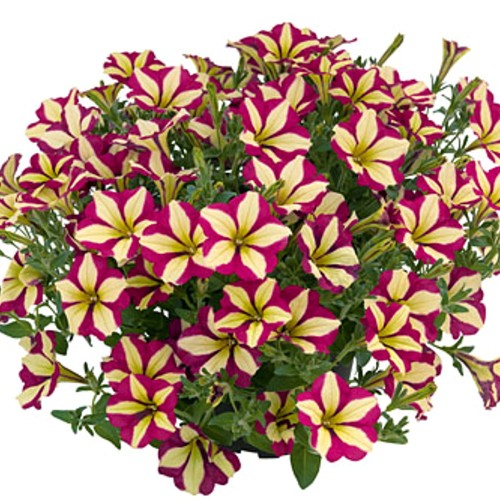 Petunia atkinsiana 'Purple Wheel' - Petuunia 'Purple Wheel' 